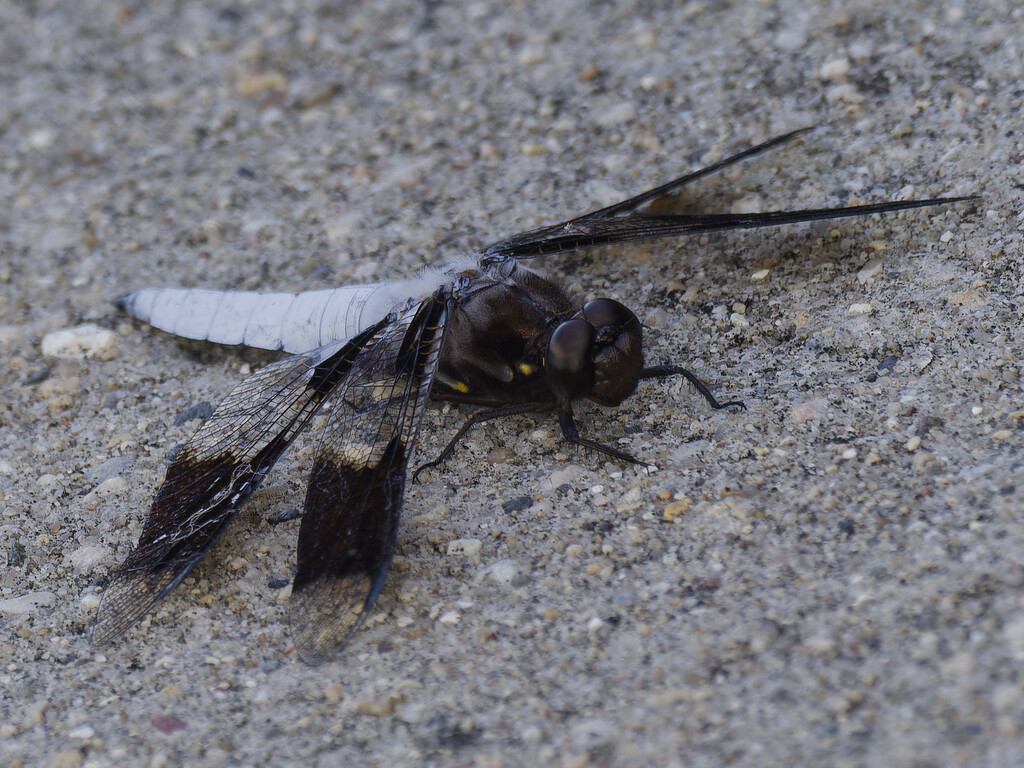 Common whitetail dragonfly by rminer