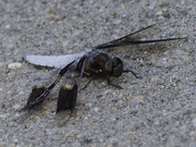 5th Jul 2024 - Common whitetail dragonfly