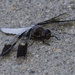 Common whitetail dragonfly
