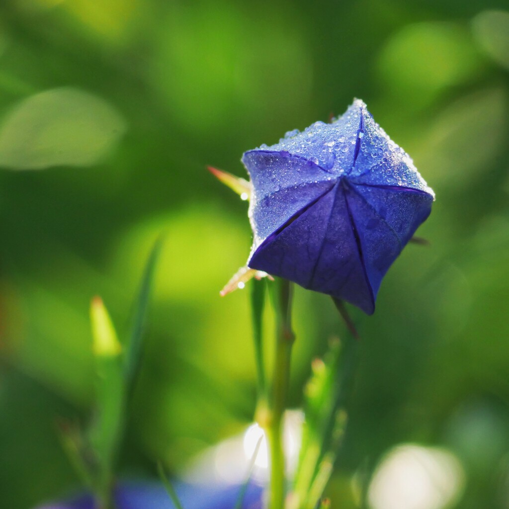 Balloon flower bud by ljmanning