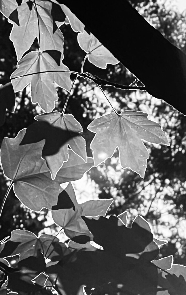 Leaves by sjgiesman