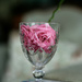 Flower in wine glass
