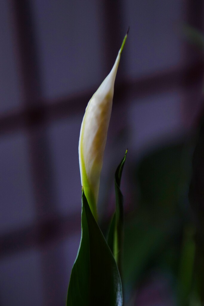 7 4 Peace Lily is going to bloom by sandlily