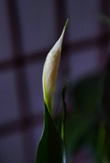 4th Jul 2024 - 7 4 Peace Lily is going to bloom