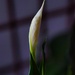 7 4 Peace Lily is going to bloom