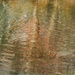 Foliage Reflections by dkbarnett