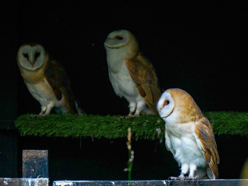 Barn Owlets by padlock