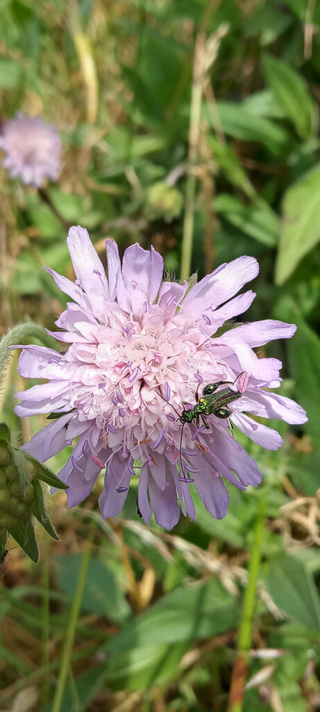 Field Scabious (and friend) by 365projectorgjoworboys