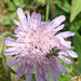 Field Scabious (and friend)