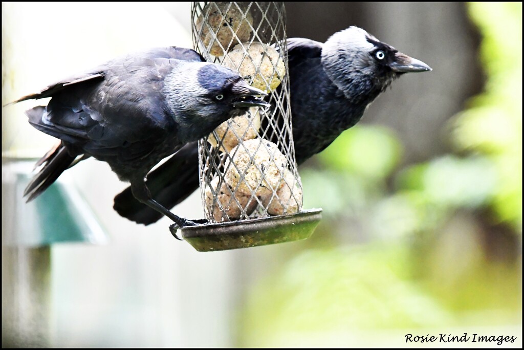 No wonder I'm getting through so many suet balls by rosiekind