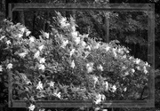 6th Jul 2024 - Gardenia bushes...