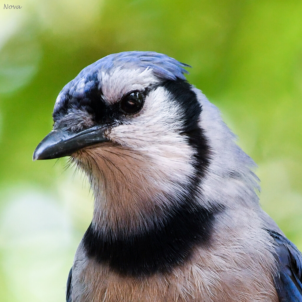 Bluejay by novab