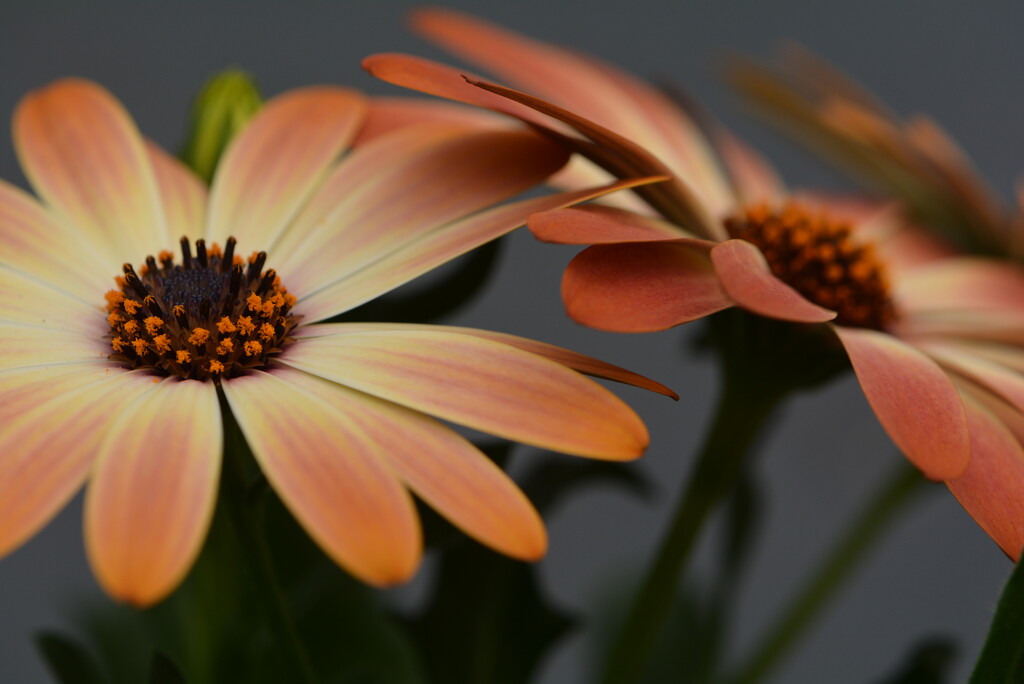 Peachy Osteospermum ~~~~~~ by ziggy77