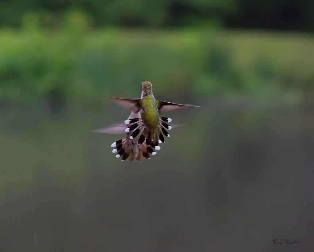 LHG_1818Hummingbirds skirmish by rontu