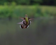 5th Jul 2024 - LHG_1818Hummingbirds skirmish