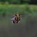 LHG_1818Hummingbirds skirmish by rontu