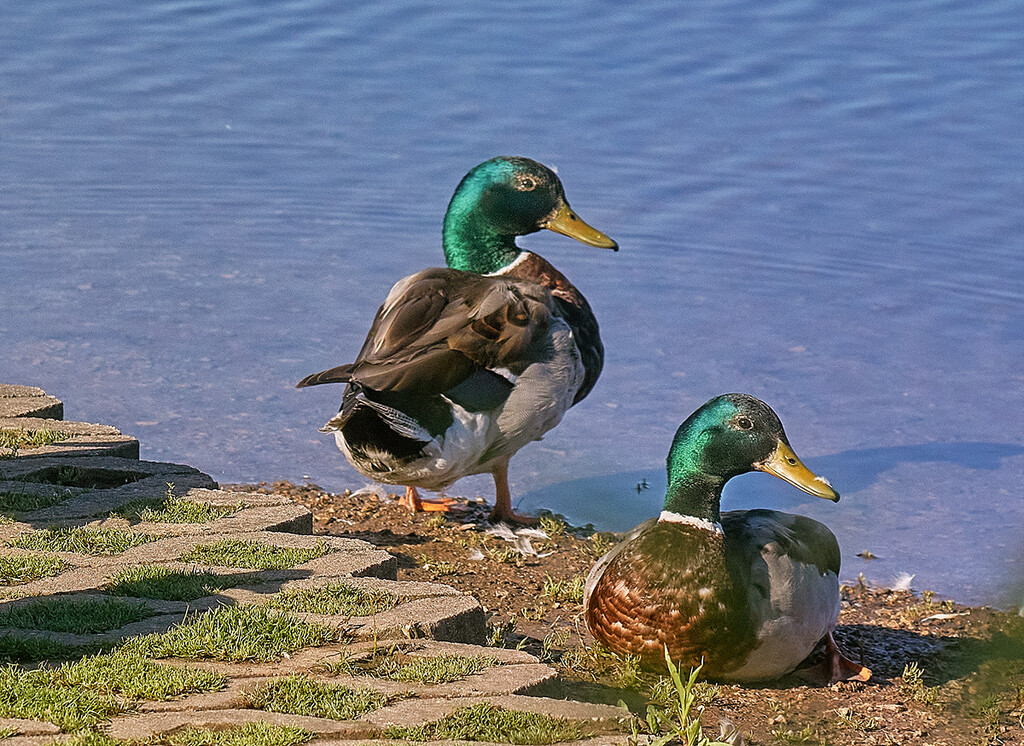 Two Mallard Drakes by gardencat