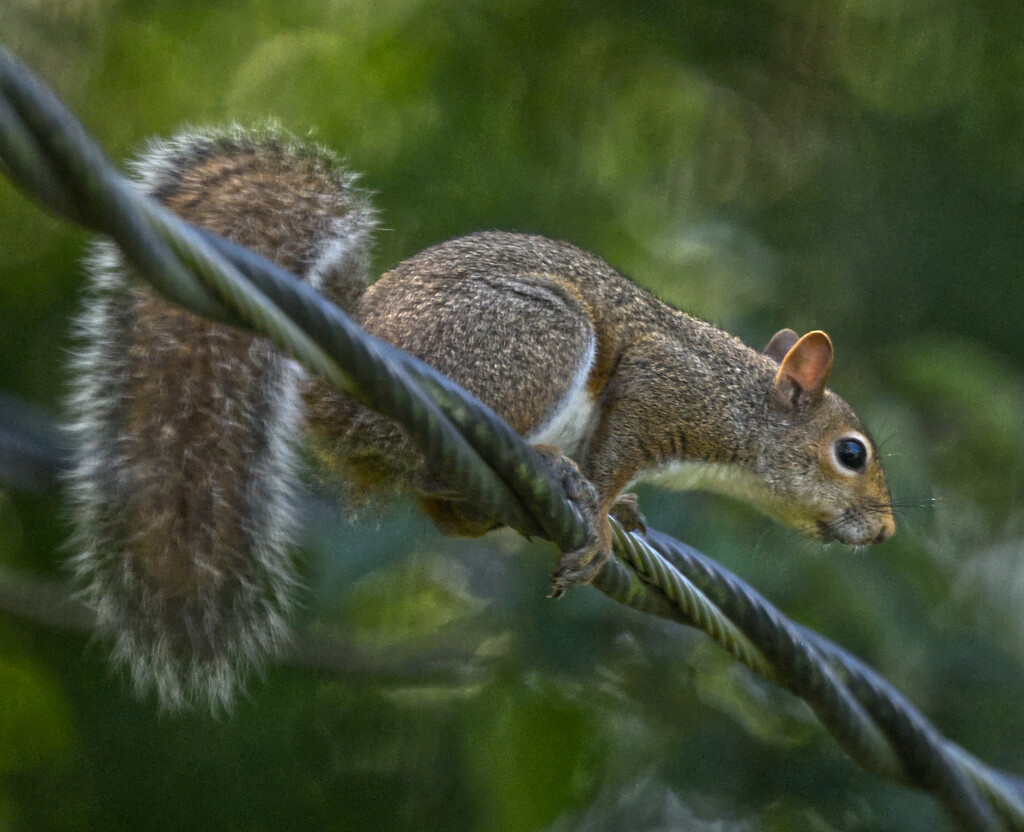 Squirrel Through Dirty WIndow Glass Test by peachfront