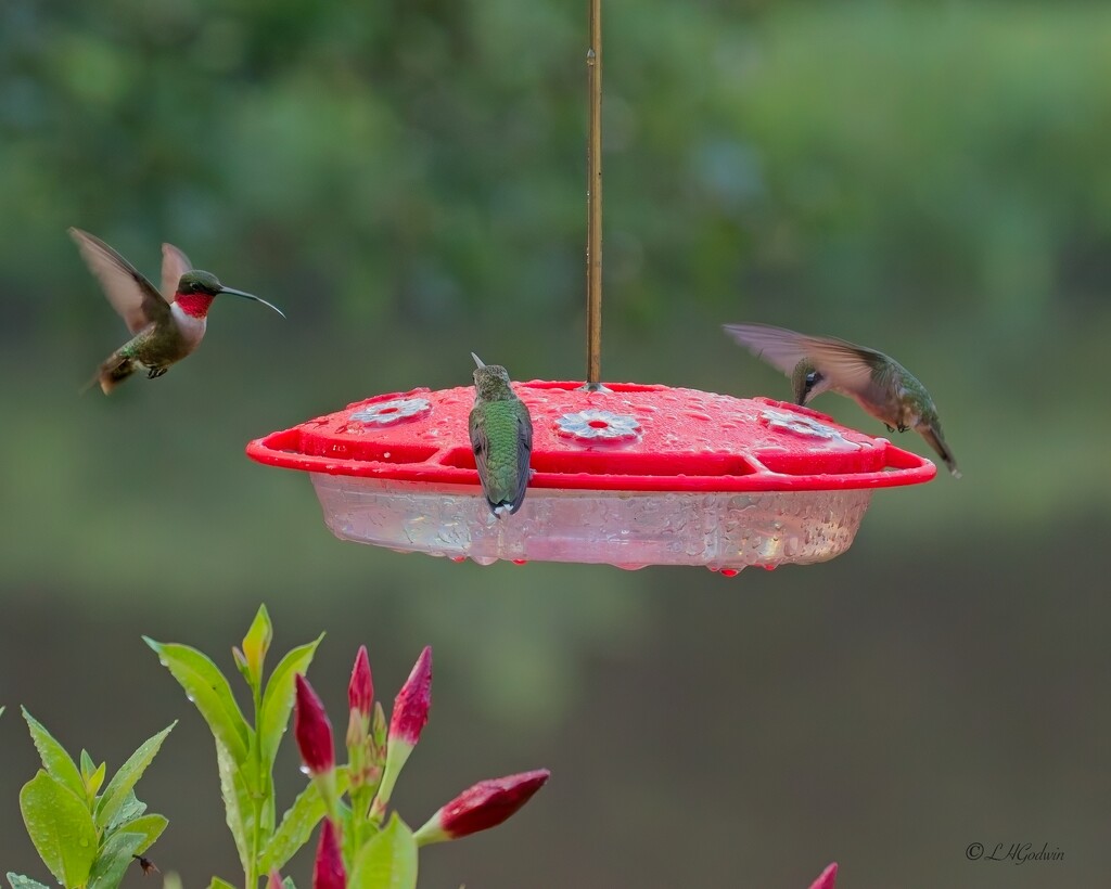 LHG_1964Hummingbirds incoming by rontu