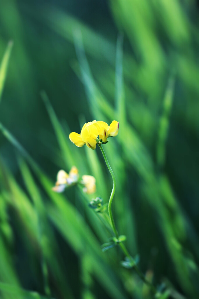 Birdsfoot Trefoil by juliedduncan