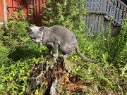 6th Jul 2024 - Tree stump conquered!