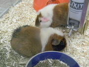 6th Jul 2024 - Guinea Pigs at Pet Store 