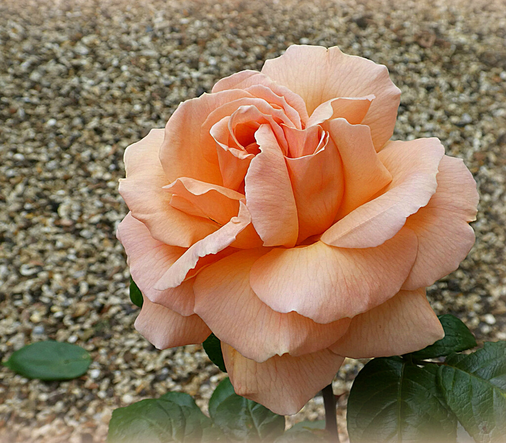 Peach rose.    by wendyfrost