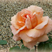 Peach rose.    by wendyfrost