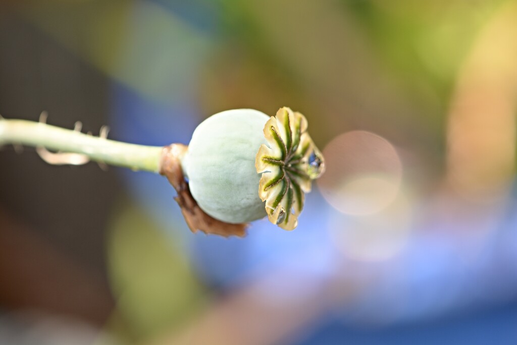 Poppy seedhead~~~~~ by ziggy77