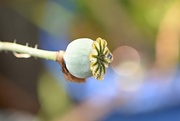 6th Jul 2024 - Poppy seedhead~~~~~