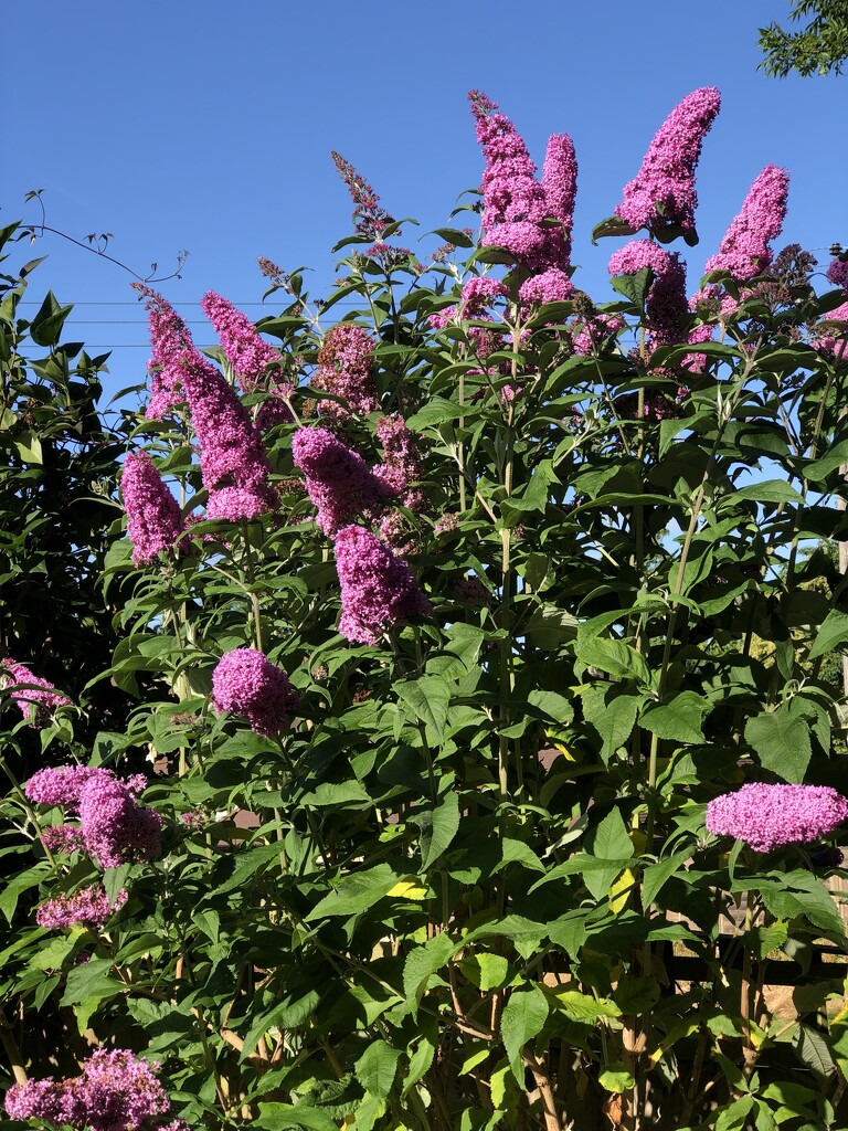 Buddleia by susiemc