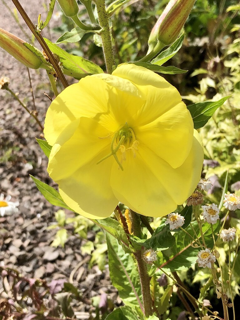 Evening Primrose by susiemc