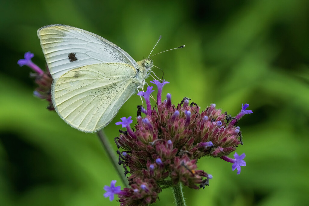 Cabbage White by kvphoto