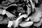 5th Jul 2024 - Rose Decay in Black and White