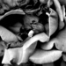 Rose Decay in Black and White