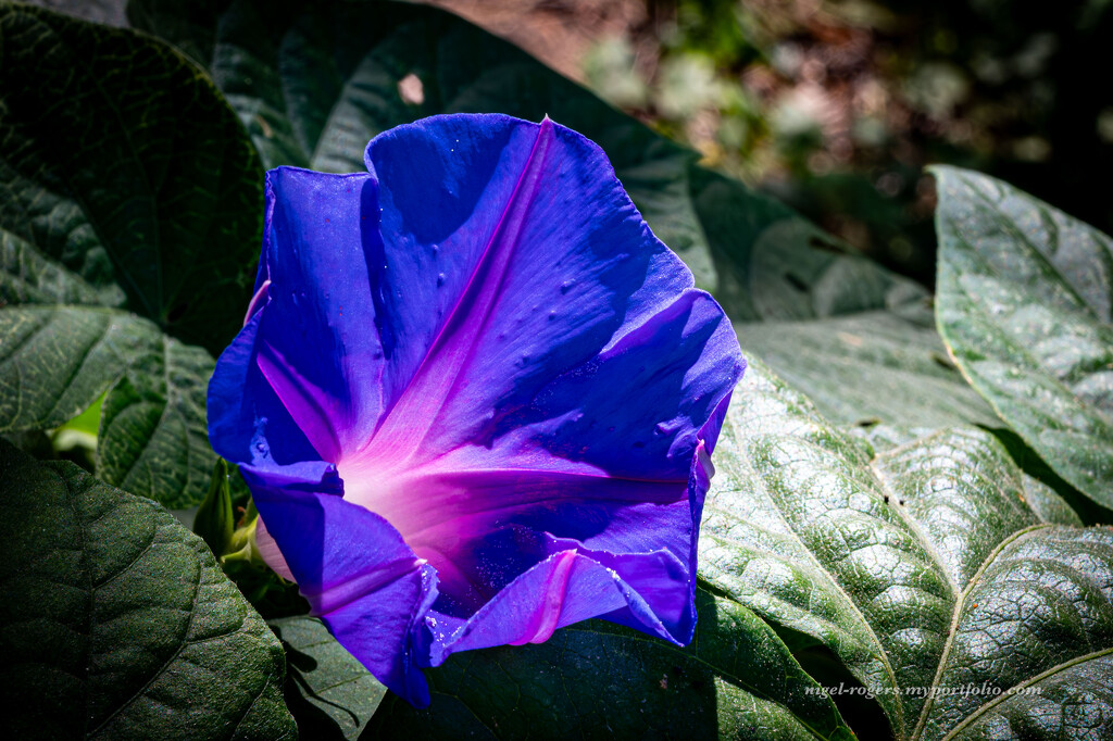 Blue flower by nigelrogers