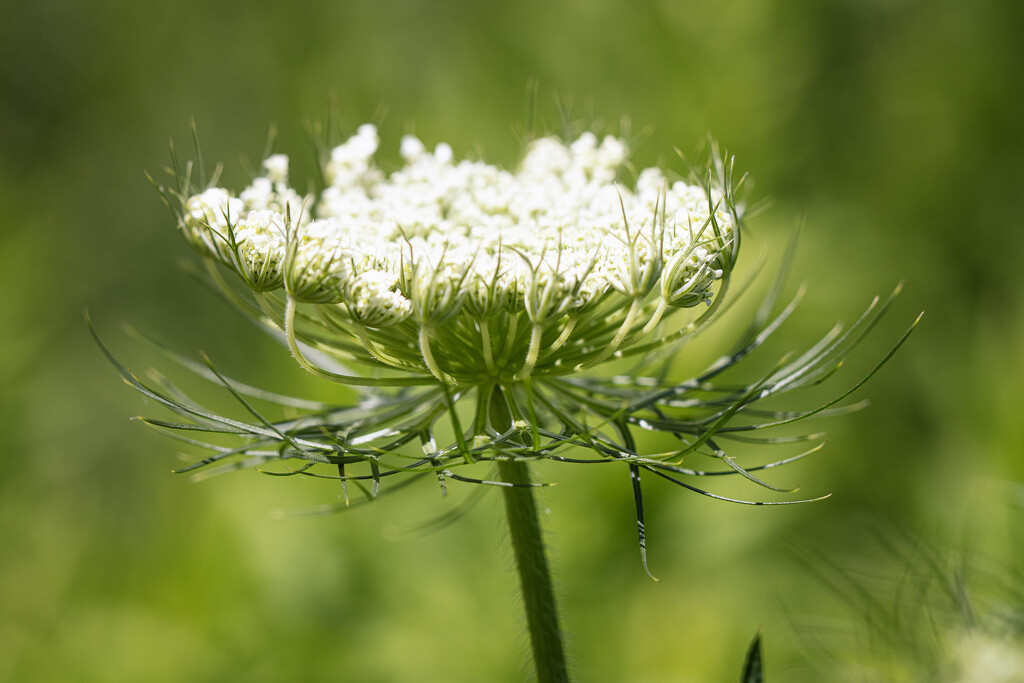 Queen Anne's Lace by aecasey