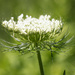 Queen Anne's Lace by aecasey