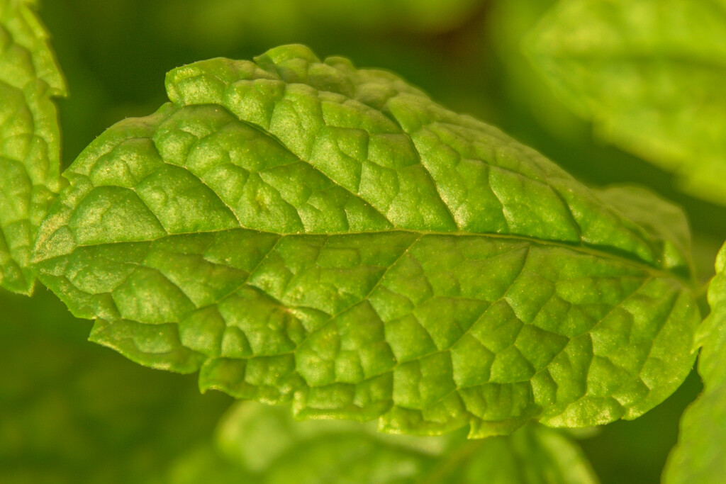 Just a mint leaf in my balcony by augusto