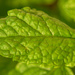 Just a mint leaf in my balcony by augusto