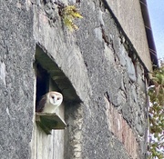 6th Jul 2024 - Barn owl
