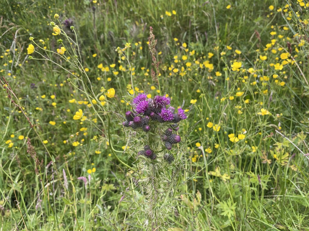 Thistle by lifeat60degrees