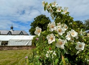 29th Jun 2024 - Mock orange 