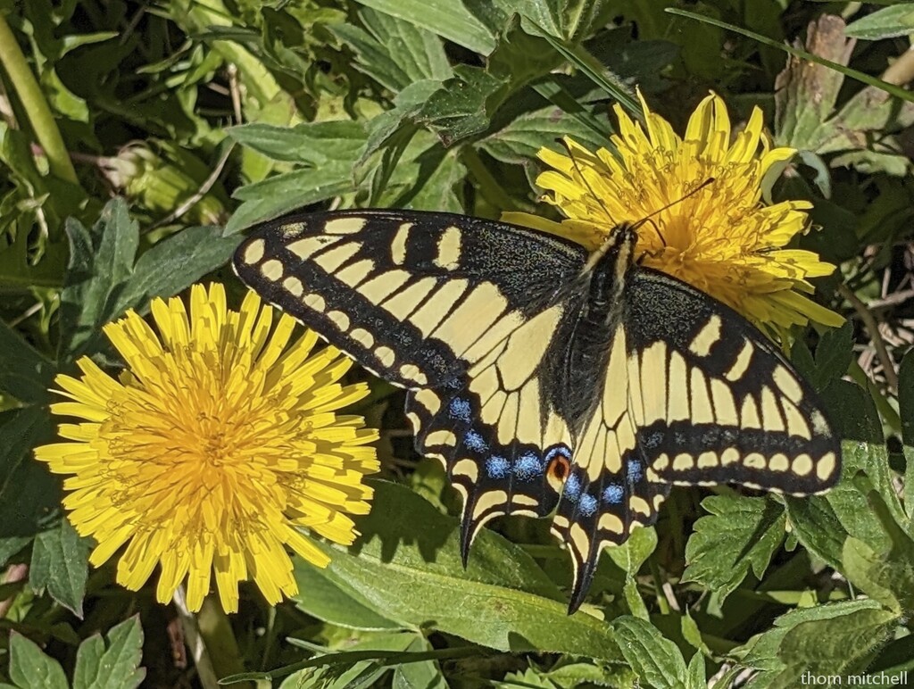 Anise Swallowtail by rhoing