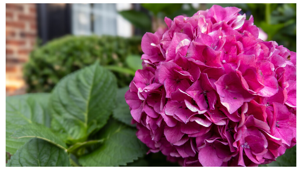 Garden hydrangeas by robgarrett