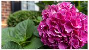 6th Jul 2024 - Garden hydrangeas