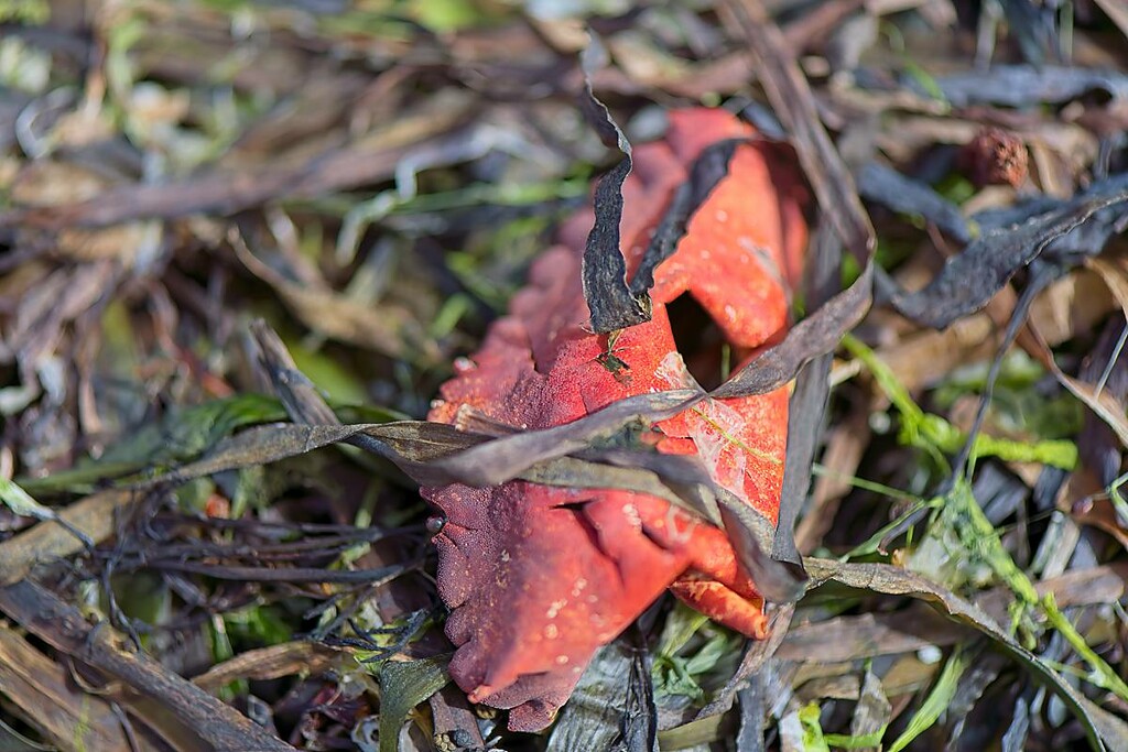 Crab Shell 1 by horter