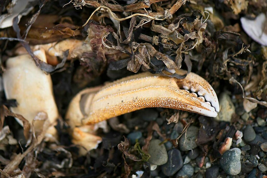 Crab Claw 1 by horter