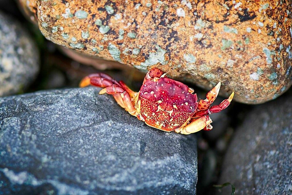 Crab Shell 2 by horter