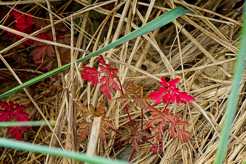 Red Maple by horter